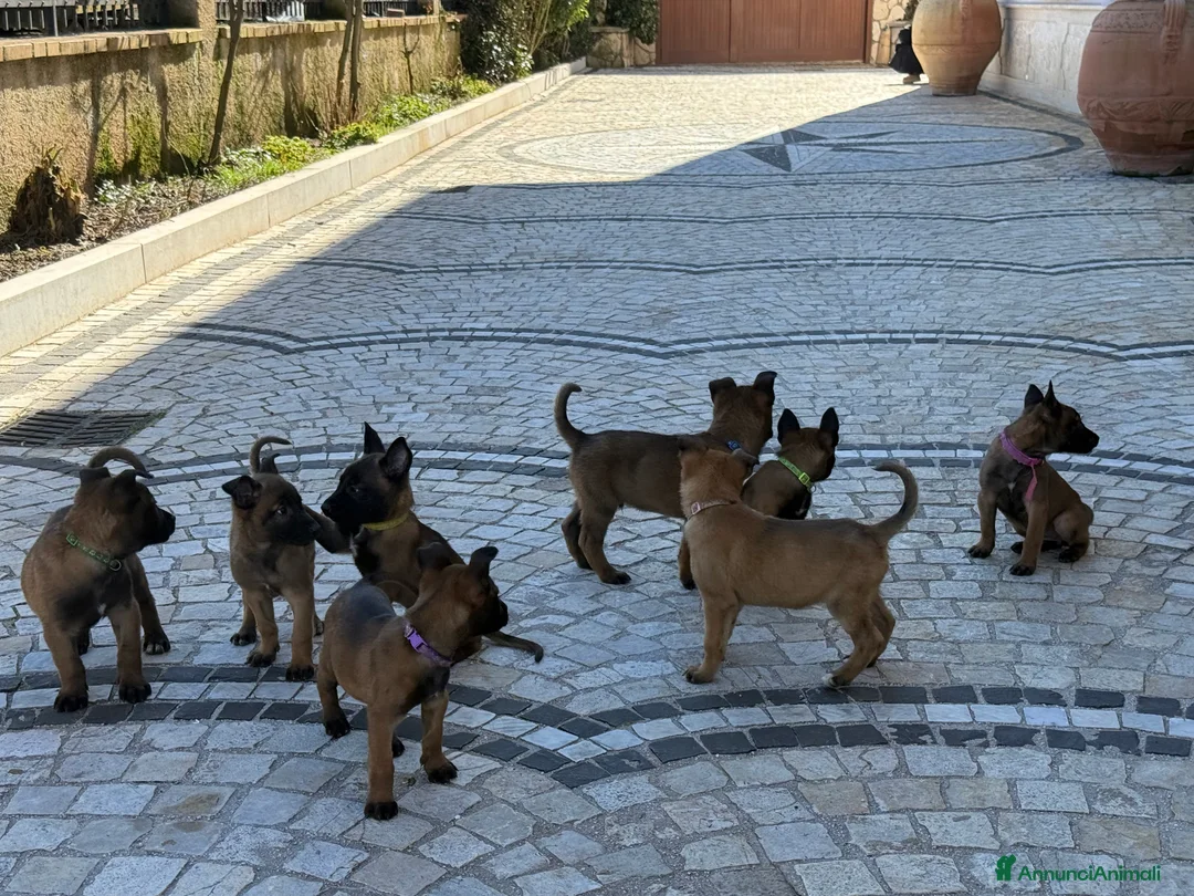 Pastore Belga cani in vendita: Pastore Belga Malinois a Provincia dell'Aquila - Annuncio 4