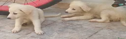 Meticcio cani in regalo: Cuccioli tenerissimi cercano casa - Annuncio 5