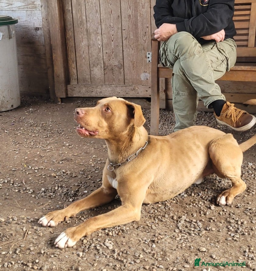 Pitbull cani in regalo: Zoro, splendido Pitbull Red Nose - Annuncio 4