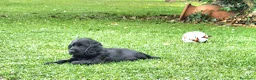 Cocker cani in vendita: Cuccioli di Cocker - Annuncio 7
