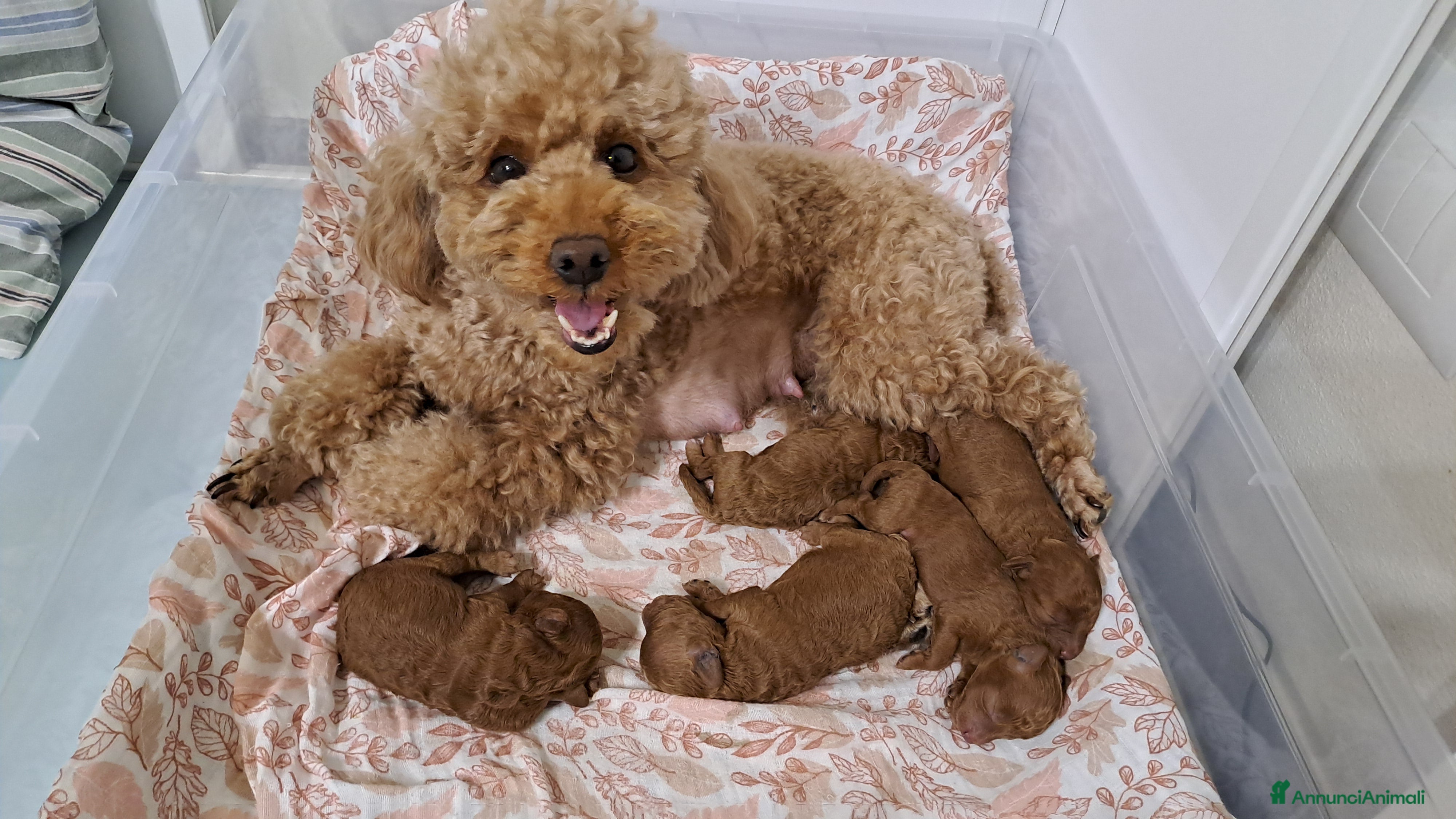 Barboncino cani in vendita: Barboncini  a Provincia di Pisa - Annuncio 2
