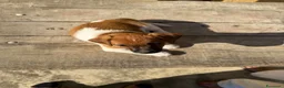 Jack Russell cani in vendita: Cucciolo Maschio Jack Russell terrier pelo liscio a Provincia di Pavia - Annuncio 17