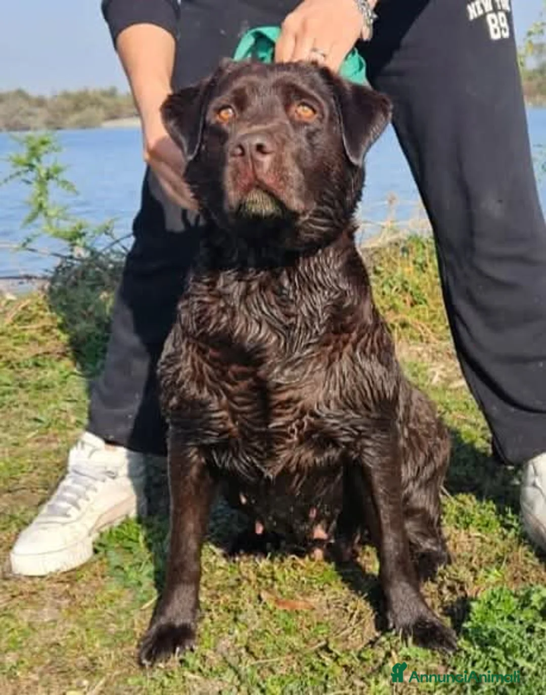 Labrador cani in vendita: Cucciolo labrador Retriever nero - Annuncio 1