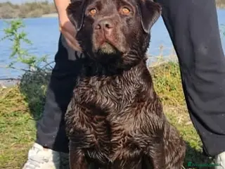 Labrador cani Cucciolo labrador Retriever nero - Annuncio 1