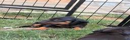 Bassotto cani in vendita: Bassotto - Annuncio 5