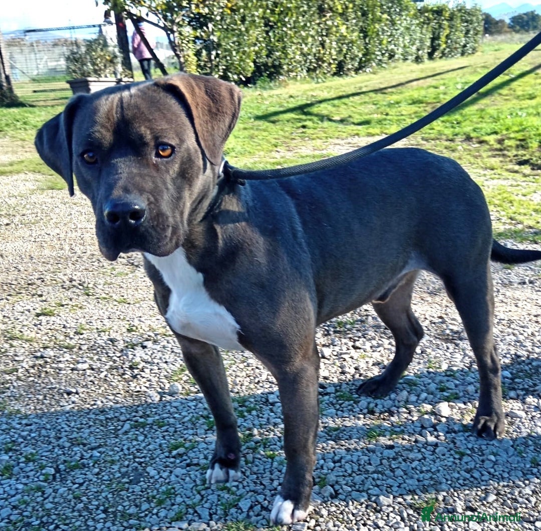 Pitbull cani in regalo: Simone Pit bull dal manto grigio in adozione a Provincia di Latina - Immagine 1