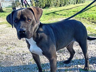 Pitbull cani Simone Pit bull dal manto grigio in adozione a Provincia di Latina - Annuncio 8