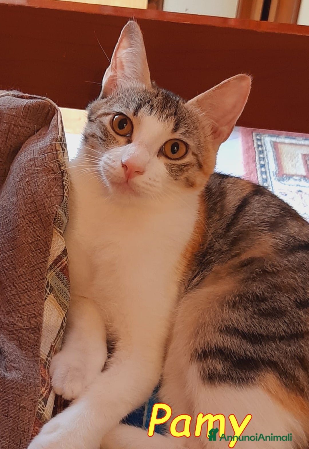 Europeo gatti in regalo:   PELU   E PAMY DOLCISSIMI GATTINI  - Annuncio 6