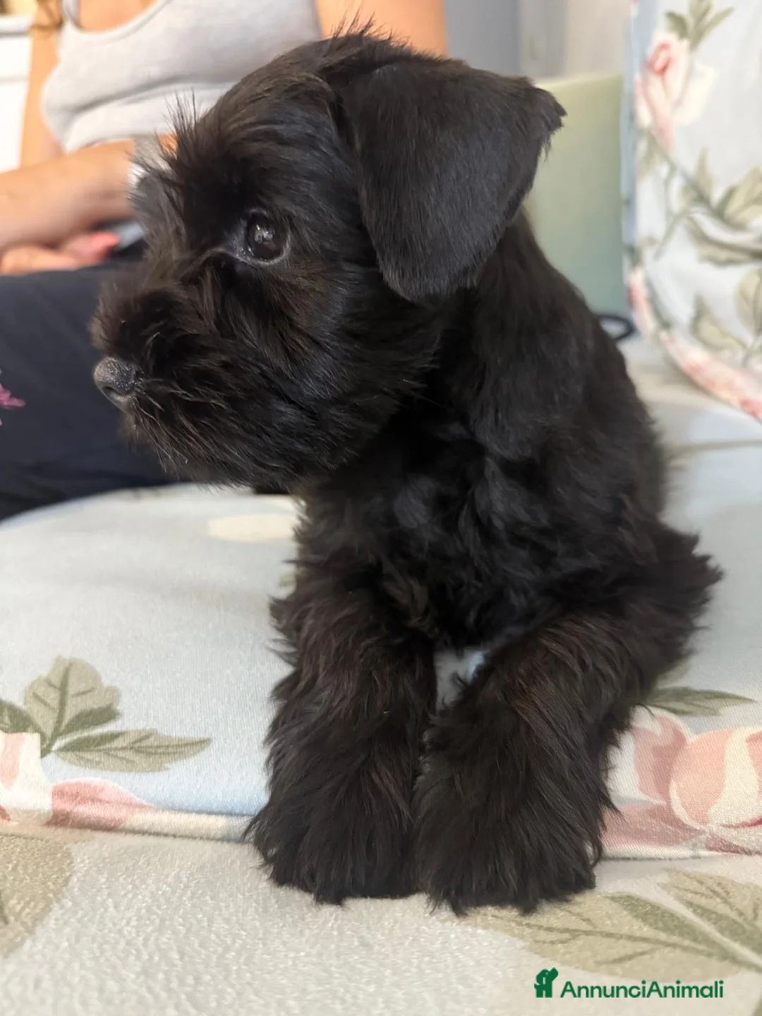 Mini Schnauzer cani in vendita: Schnauzer Nano nero  - Annuncio 4