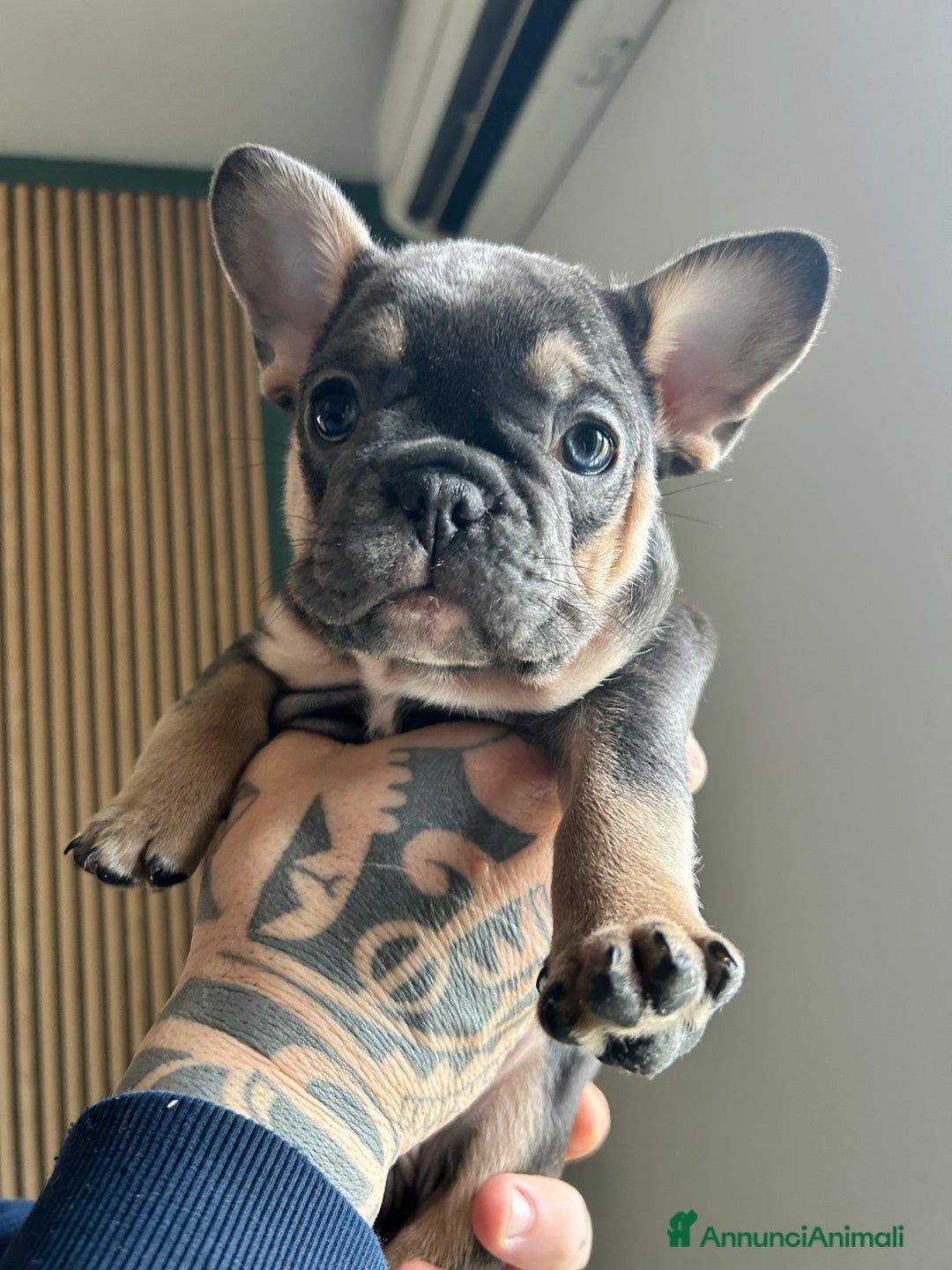 Bulldog Francese cani in vendita: Cuccioli di bulldog  - Annuncio 9