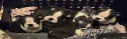 Boston Terrier cani in vendita: Disponibili bellissimi cuccioli di Boston Terrier  a Provincia di Ascoli Piceno - Annuncio 6