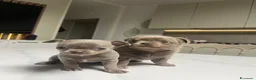Chihuahua cani in vendita: Cuccioli Maschi Chihuahua - Annuncio 5