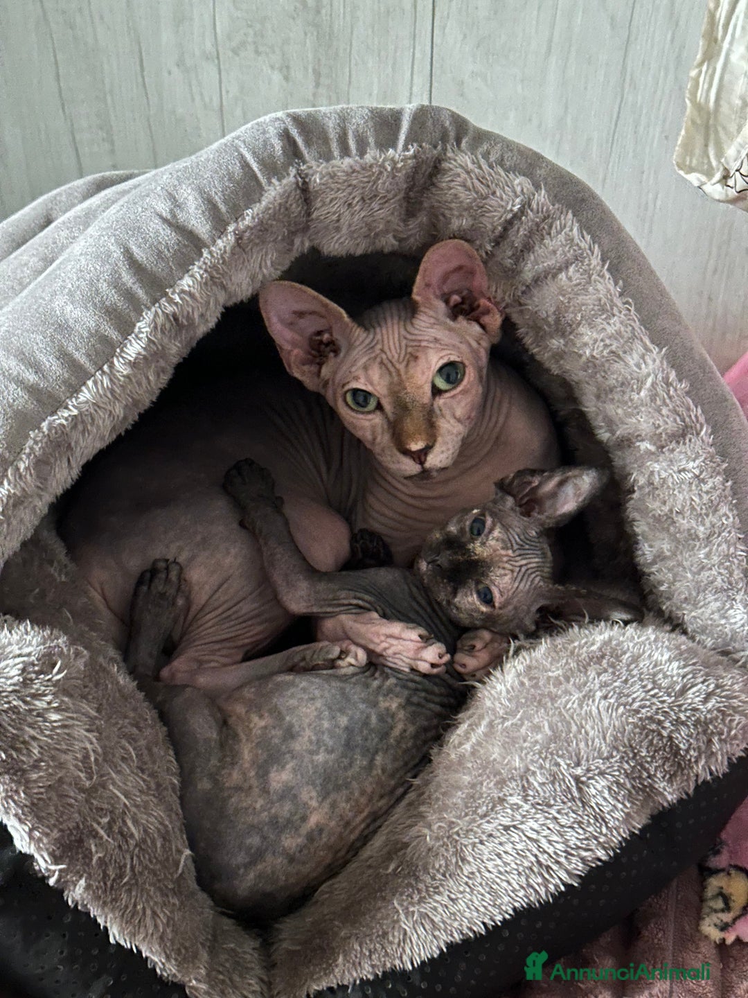 Sphynx gatti in vendita: Sphynx subito disponibili  - Annuncio 5