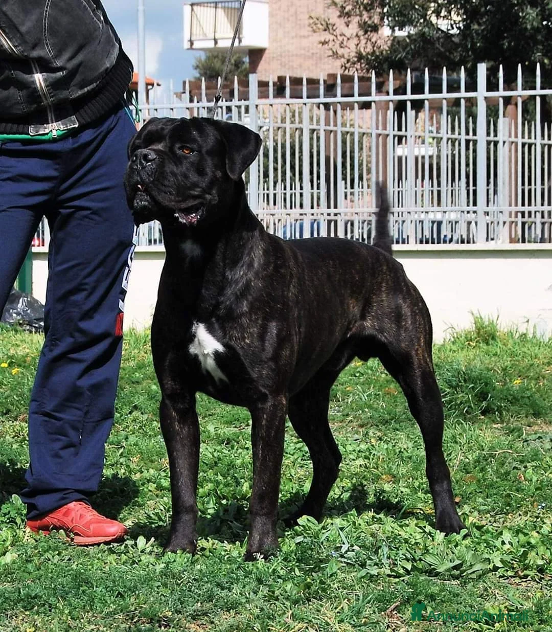 Immagine della galleria {{count}}