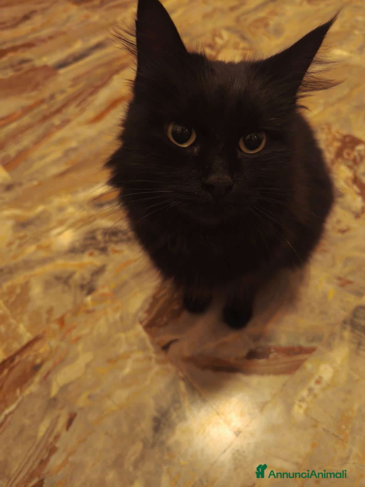 Europeo gatti MICIA NERA A PELO LUNGO  - Annuncio 26
