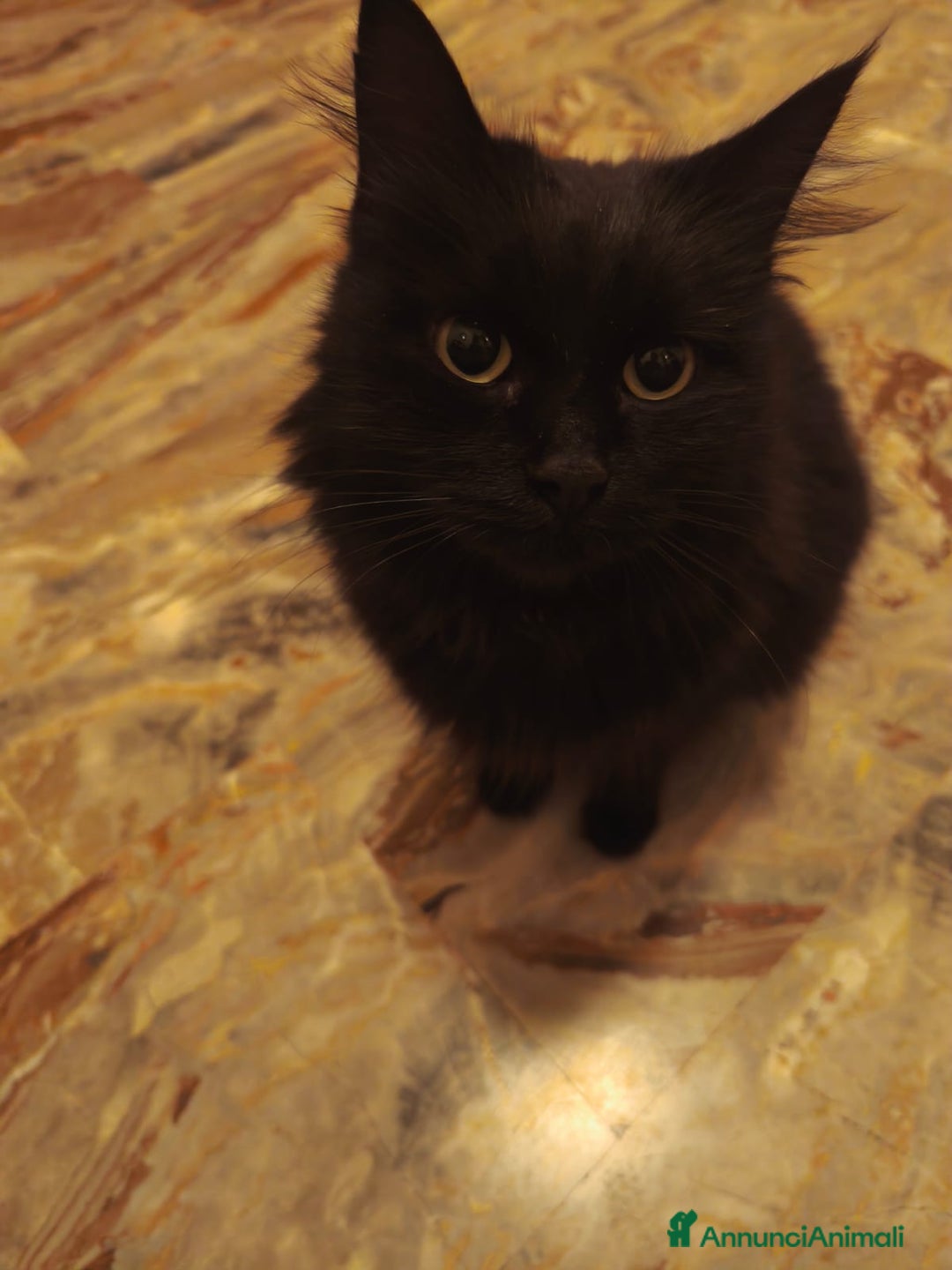 Europeo gatti in regalo: MICIA NERA A PELO LUNGO  - Annuncio 1