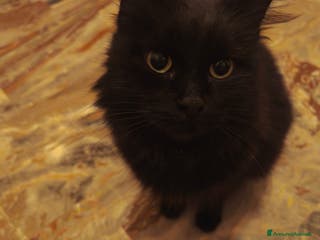 Europeo gatti MICIA NERA A PELO LUNGO - Annuncio 26