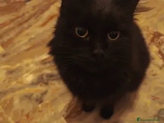 Europeo gatti MICIA NERA A PELO LUNGO - Annuncio 40