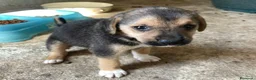 Meticcio cani in regalo: TENERI CUCCIOLOTTI : TARZAN E JANE a Città metropolitana di Roma Capitale - Annuncio 3
