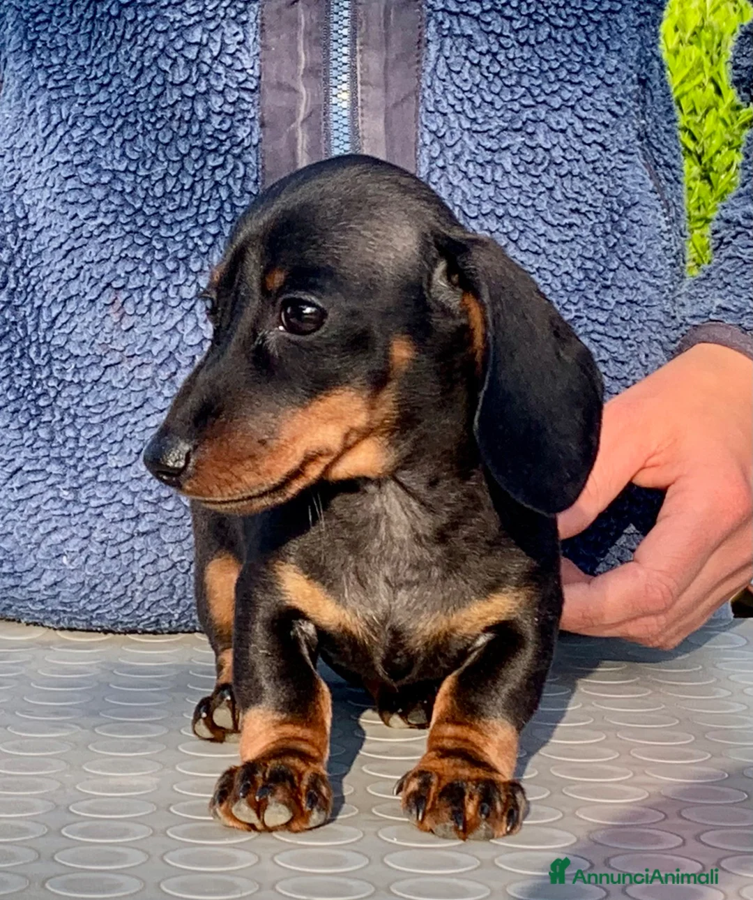Bassotto cani in vendita: CUCCIOLI BASSOTTO NANO PELO CORTO - Annuncio 2