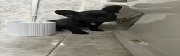 Bulldog Francese cani in vendita: bulldog francese nero tigrato  - Annuncio 5