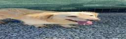 Meticcio cani in regalo: OSCAR, simil Golden, zampette corte  - Annuncio 3