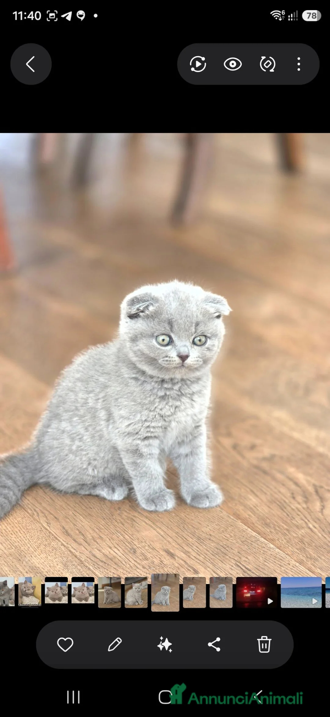 British gatti in vendita: Tre piccoli British pronti a comandare casa 😸 - Annuncio 2