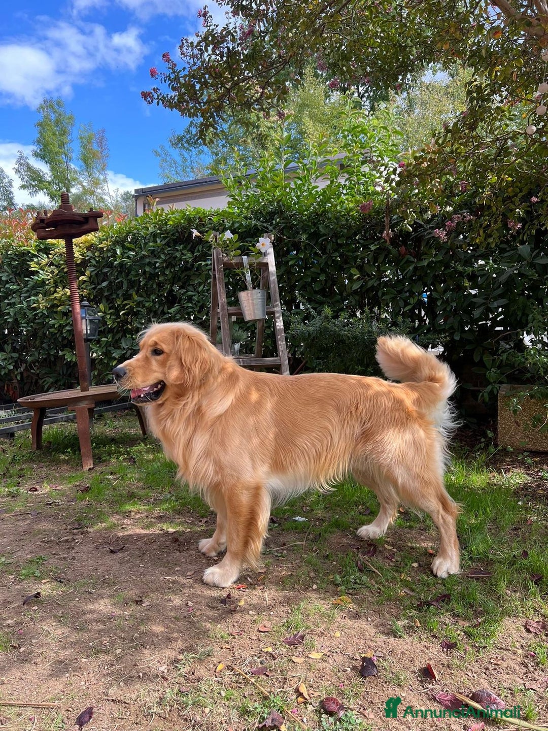 Golden Retriever cani in vendita: 🐾 CUCCIOLI DI GOLDEN RETRIEVER - Annuncio 9