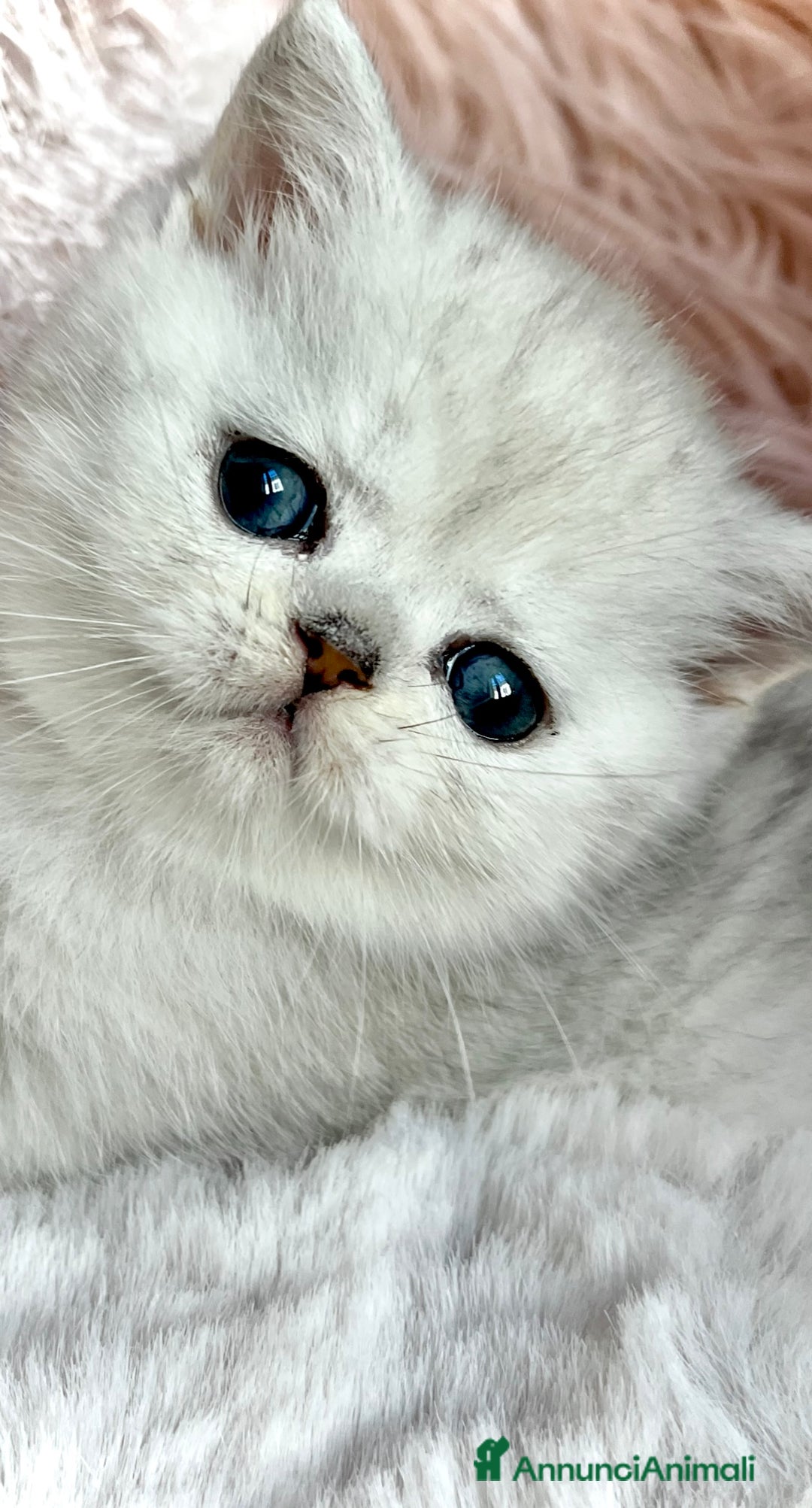 Exotic Shorthair gatti in vendita: Exotic shorthair chinchilla  - Annuncio 2