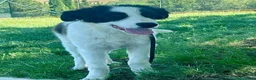 Meticcio cani in regalo: ANGELICA e ORLANDO meravigliosi cuccioloni - Annuncio 3