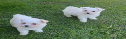 Maltese cani in vendita: Cucciole di maltese - Annuncio 3