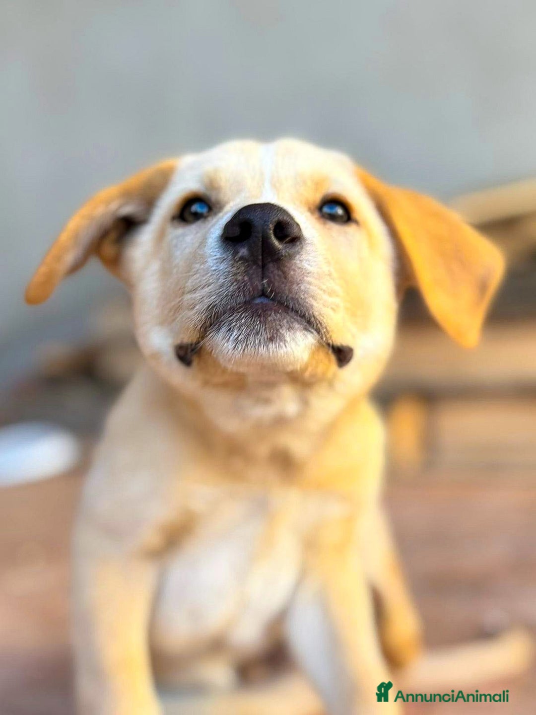 Meticcio cani in regalo: WILSON💙-cucciolo mix pastore dolcissimo.Chiamate! - Annuncio 2