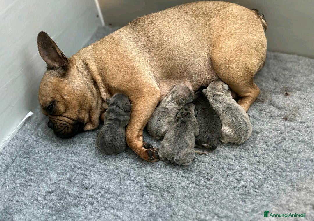 Bulldog Francese cani in vendita: Cuccioli di bulldog francese di 11 settimane a Città metropolitana di Roma Capitale - Annuncio 15