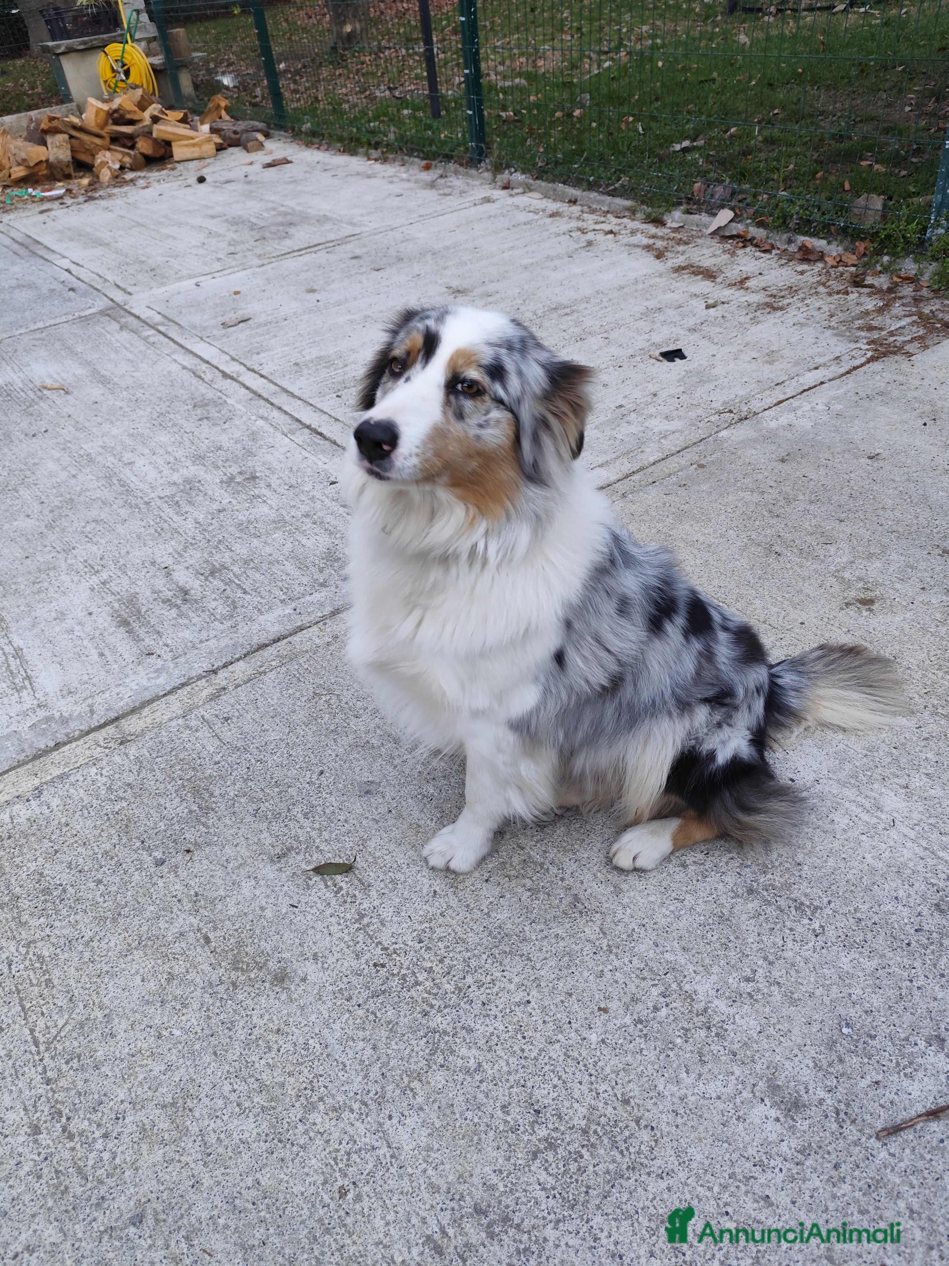Australian Shepherd cani Cerco pastore australiano maschio per monta per  - Annuncio 1