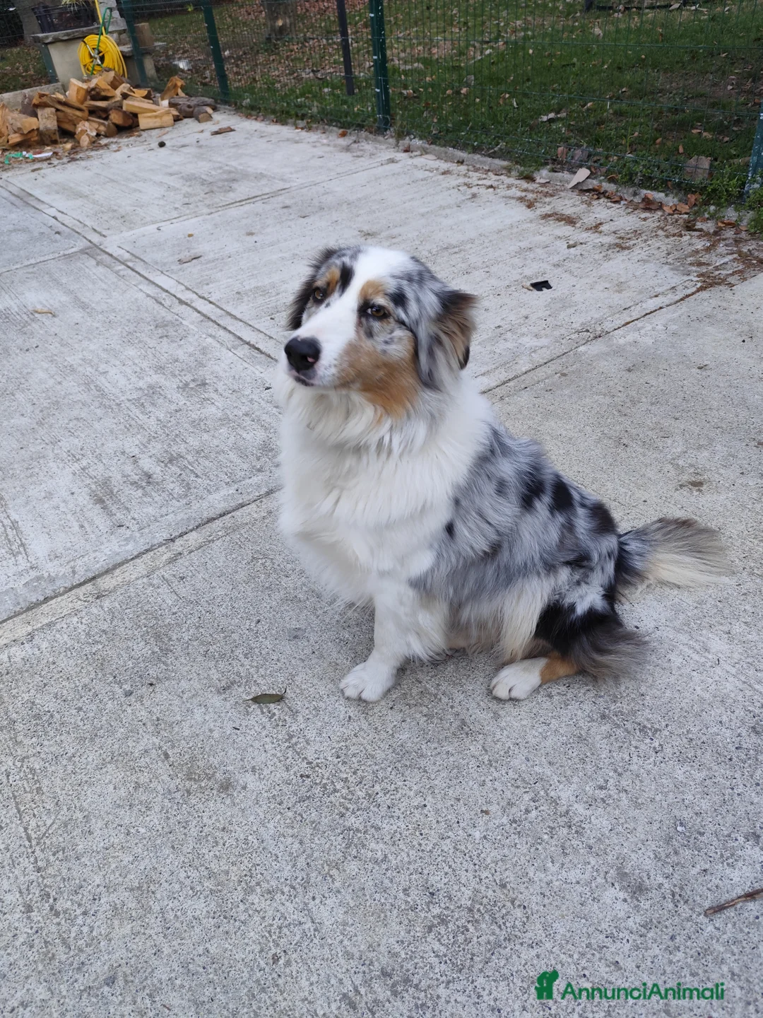 Australian Shepherd cani per accoppiamento: Cerco pastore australiano maschio per monta per  - Annuncio 1