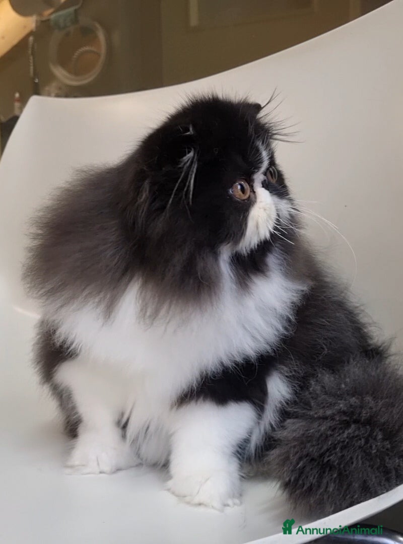 Persiano gatti Arcobaleno Queen - Annuncio 7