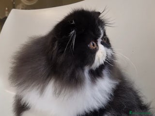 Persiano gatti Arcobaleno Queen - Annuncio 6