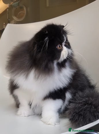 Persiano gatti Arcobaleno Queen - Annuncio 7