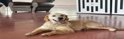 Golden Retriever cani in vendita: 🐾 CUCCIOLI DI GOLDEN RETRIEVER - Annuncio 5
