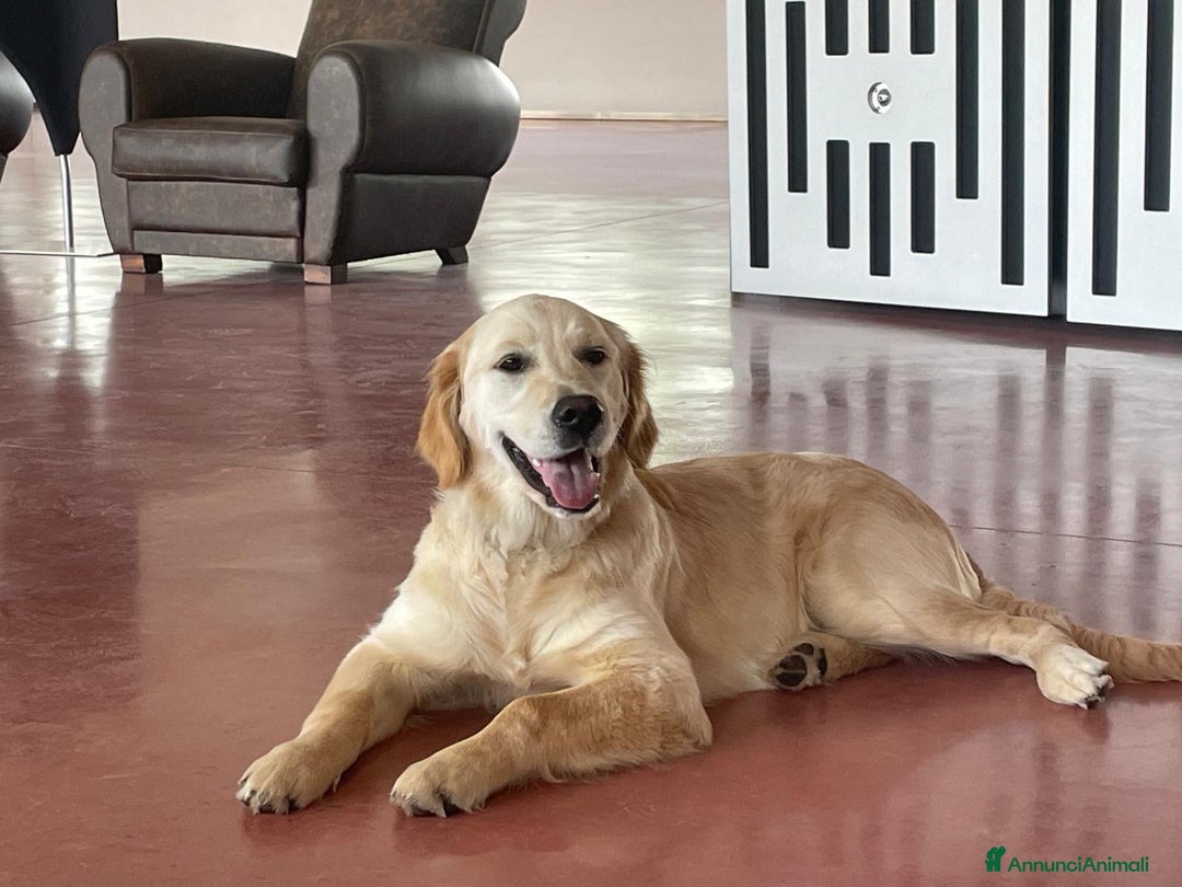 Golden Retriever cani in vendita: 🐾 CUCCIOLI DI GOLDEN RETRIEVER - Annuncio 5