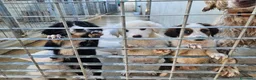 Meticcio cani in regalo: Martina: cucciola taglia media contenuta  - Annuncio 2