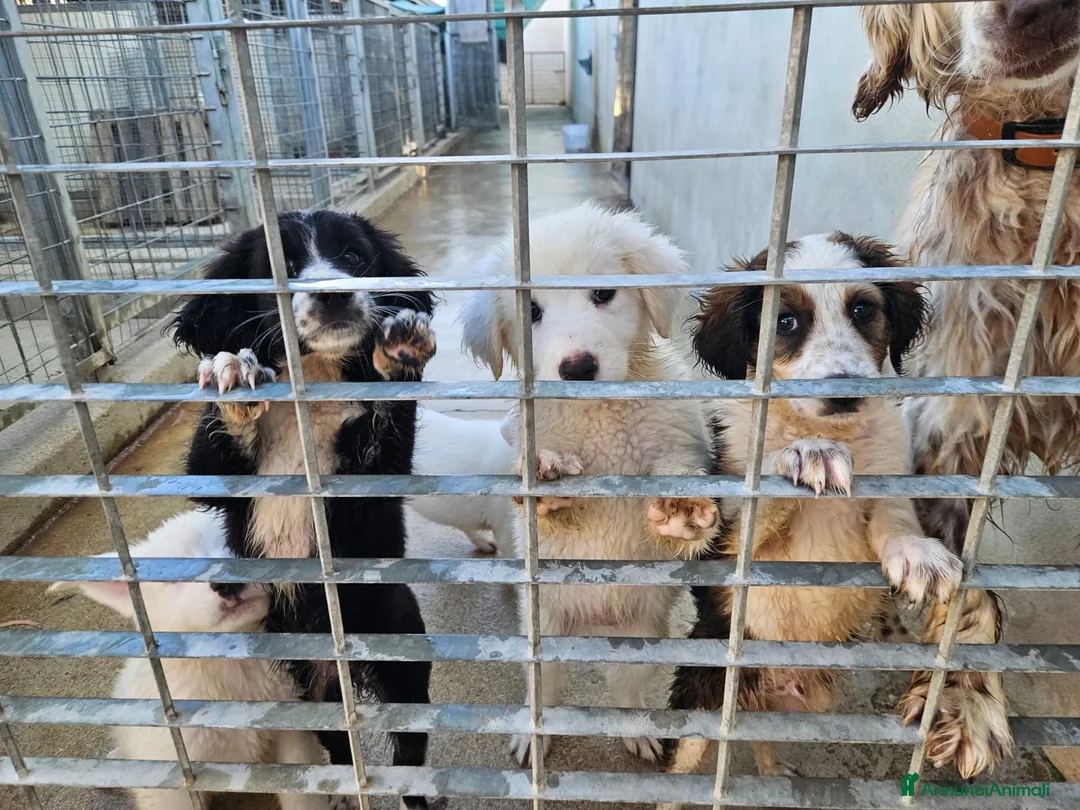 Meticcio cani in regalo: Martina: cucciola taglia media contenuta  - Annuncio 2