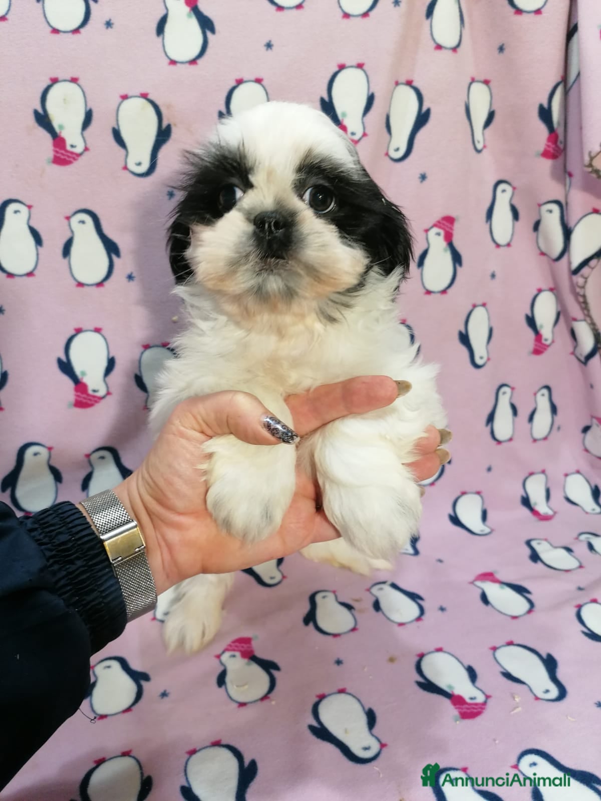 Shih Tzu cani Shih Tzu imperiale cuccioli - Annuncio 12