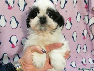 Shih Tzu cani Shih Tzu imperiale cuccioli - Annuncio 12
