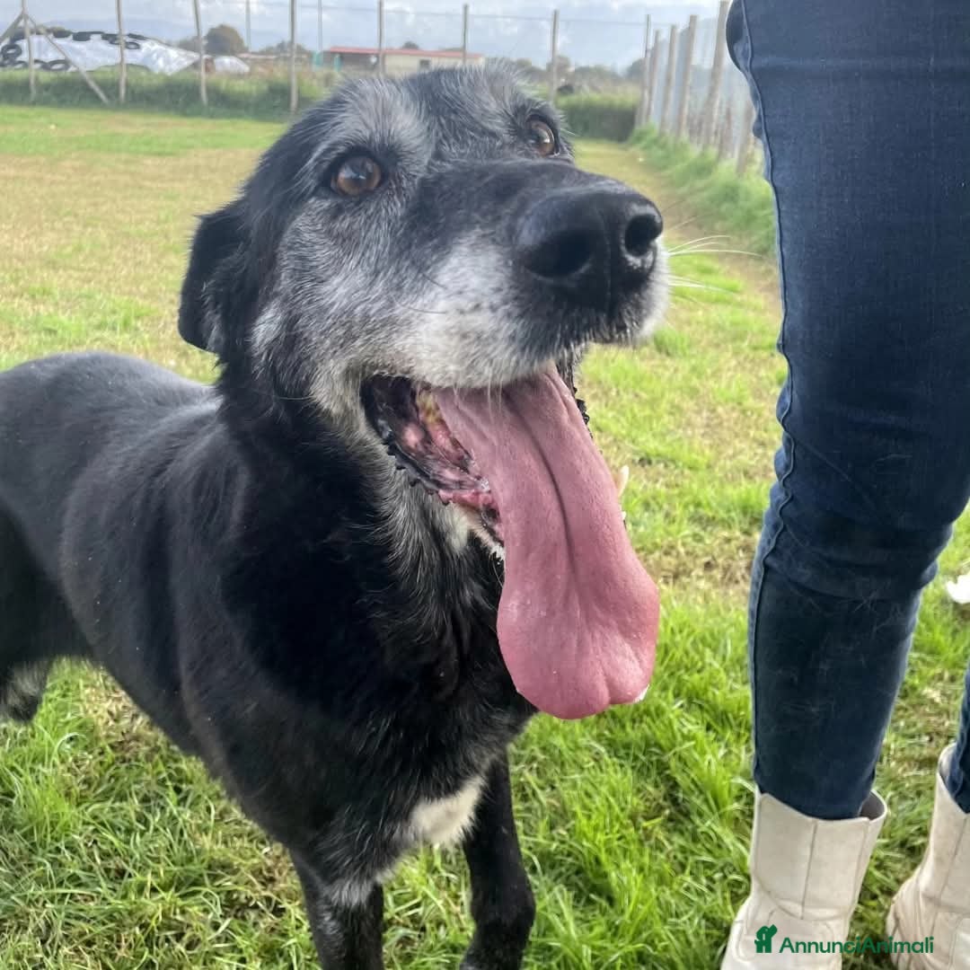 Meticcio cani Adozione del cuore per la dolcissima Margherita a Provincia di Latina - Annuncio 2