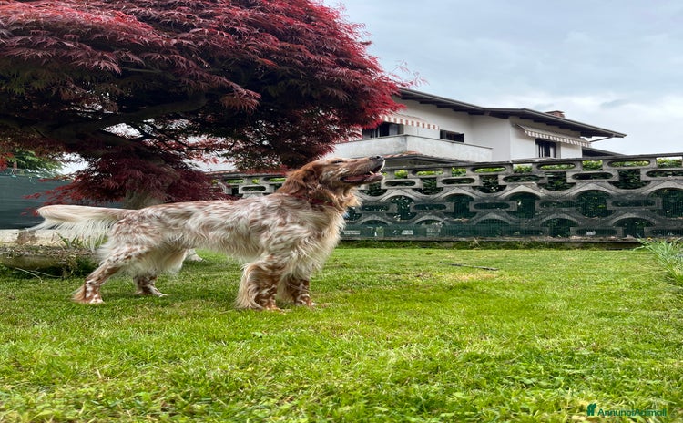 Setter Inglese cani - Annuncio 1