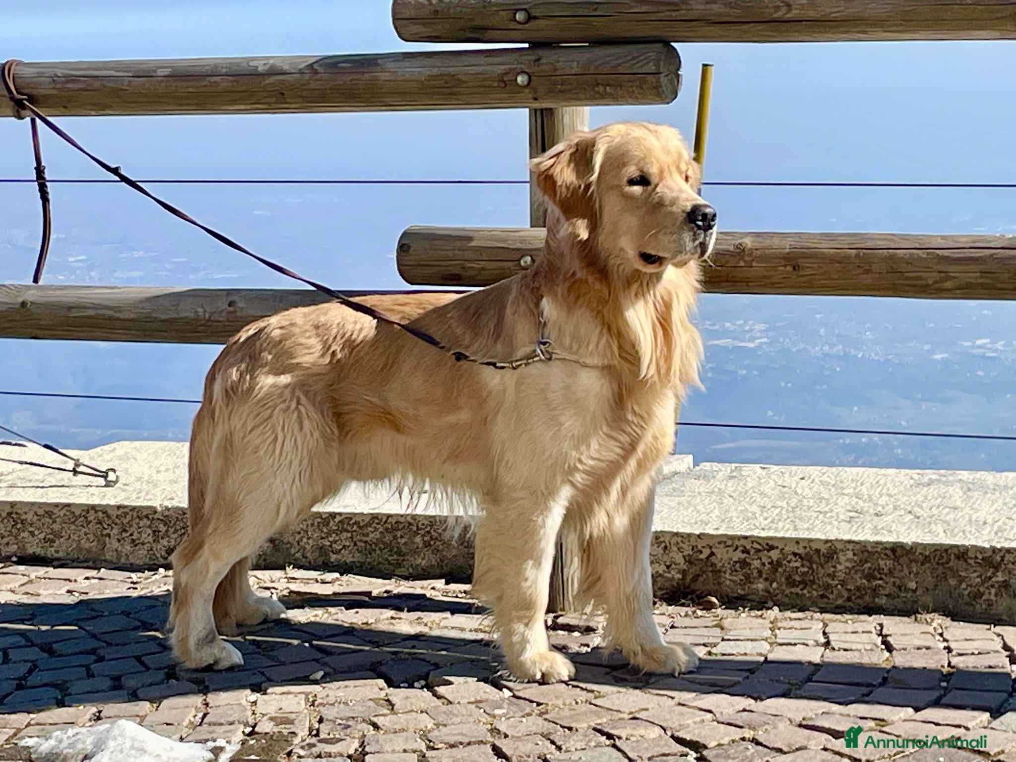 Golden Retriever cani GOLDEN RETRIEVER MASCHIO PER ACCOPPIAMENTO  - Annuncio 6