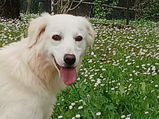 Meticcio cani LUCIA E' IN CERCA DELL' AMORE VERO - Annuncio 13