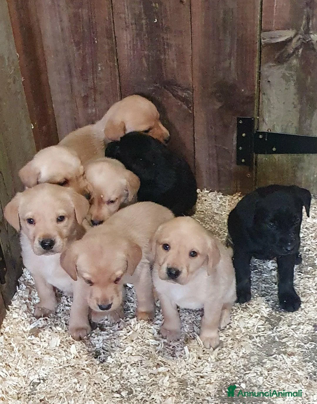 Labrador cani in vendita: Cuccioli di Labrador Retriever pronti a Città Metropolitana di Torino - Annuncio 10