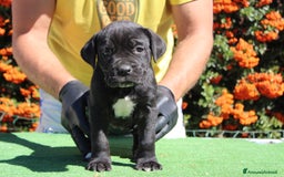 Cane Corso cani in vendita: Cuccioli di Cane Corso con Pedigree - Immagine 7